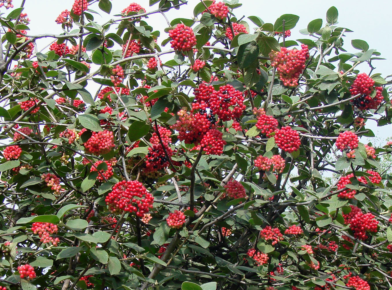 Image of Viburnum lantana specimen.