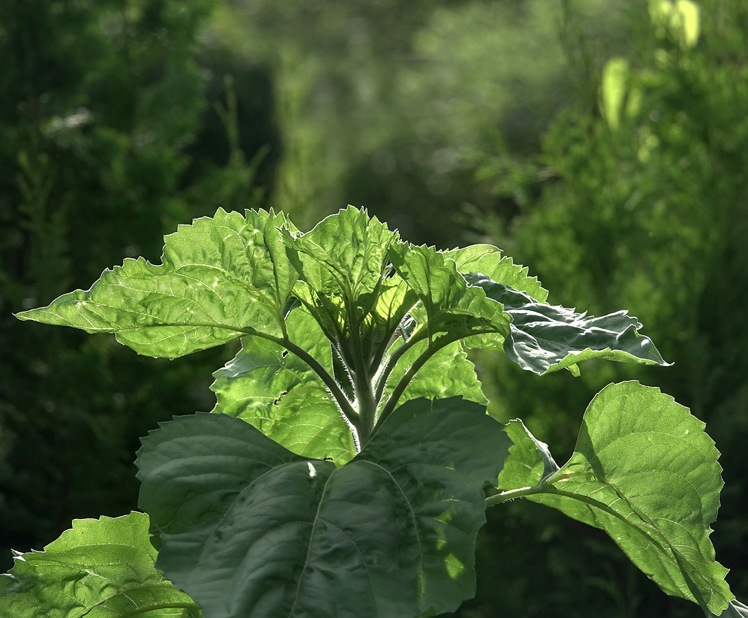 Image of Helianthus annuus specimen.