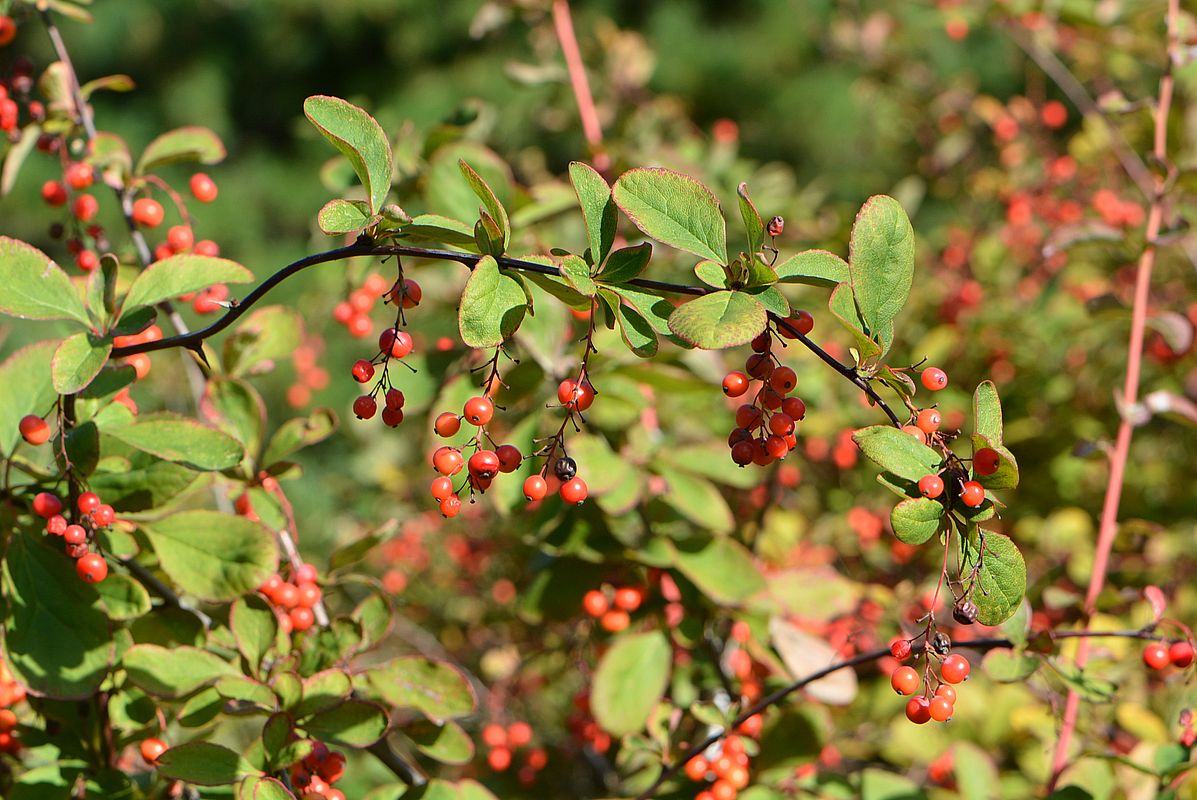 Image of Berberis koreana specimen.