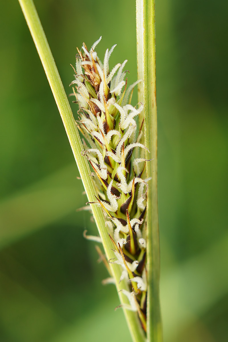 Image of genus Carex specimen.