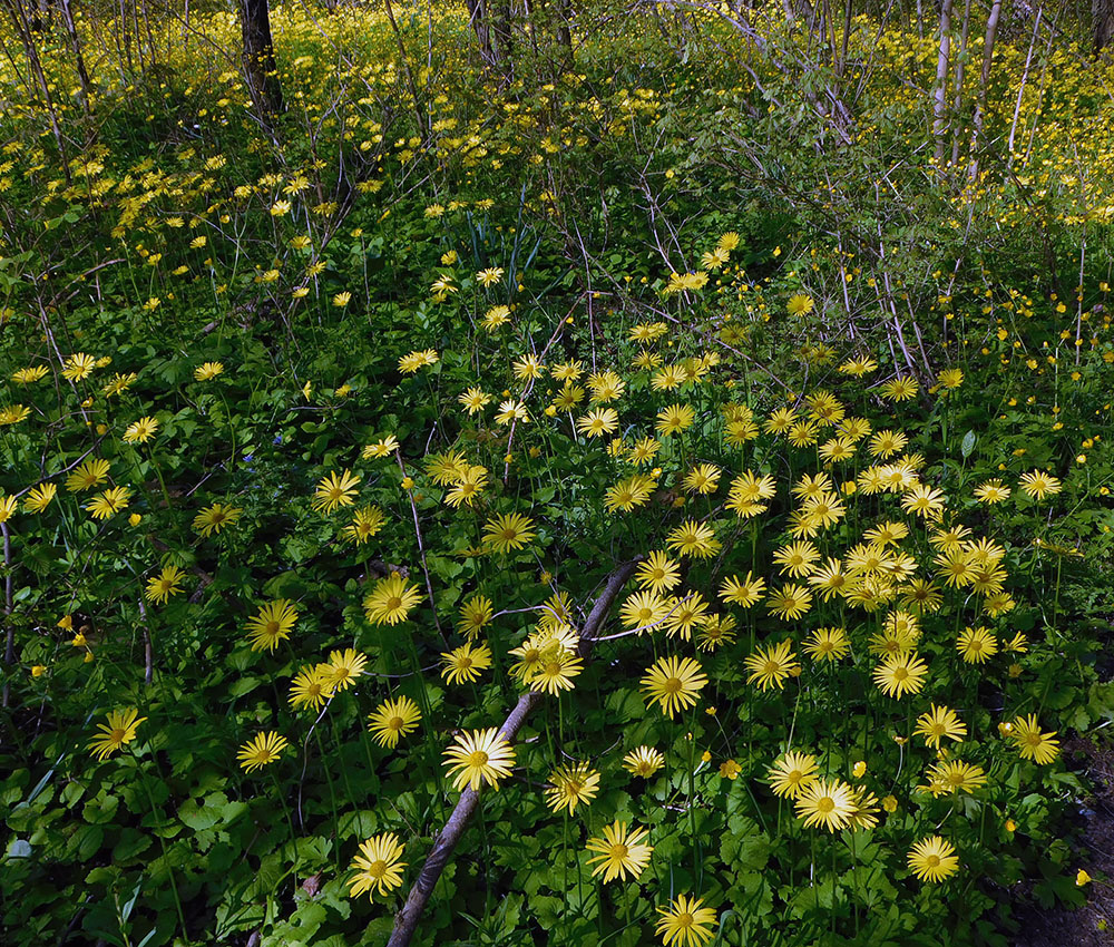 Изображение особи Doronicum orientale.