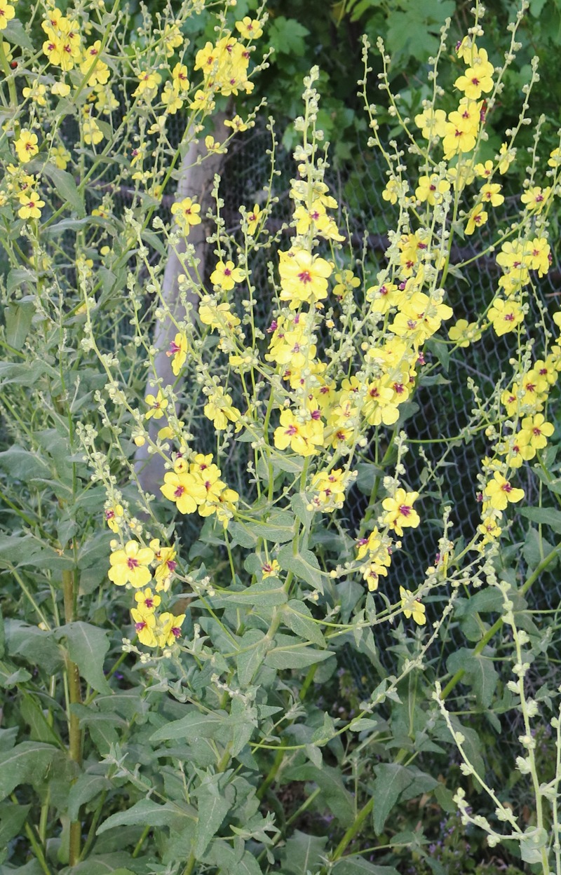 Изображение особи Verbascum paniculatum.