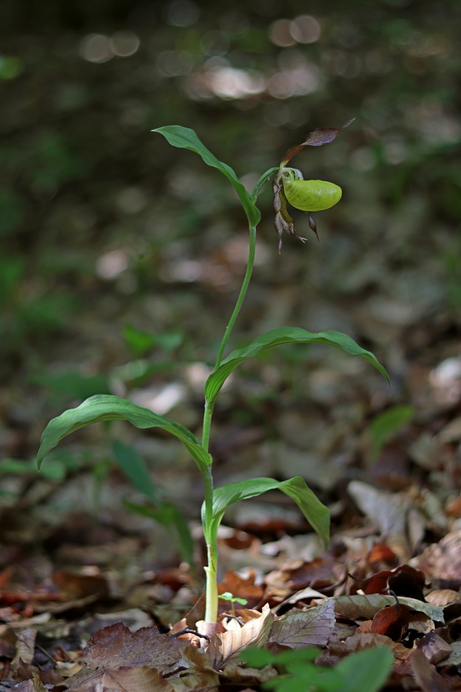 Image of Cypripedium calceolus specimen.