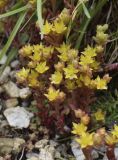 Sedum annuum. Побеги с цветками и бутонами. Испания, автономное сообщество Каталония, провинция Жирона, комарка Рипольес, муниципалитет Сеткасес, курорт \"Вальтер 2000\", ≈2200 м н.у.м., каменистый луг на склоне южной экспозиции. 24.06.2021.