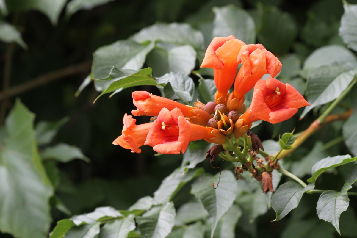 Image of Campsis radicans specimen.