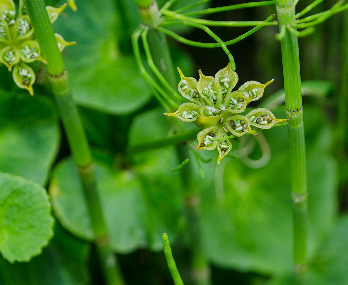 Image of Caltha palustris specimen.