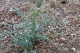 Heliotropium hirsutissimum. Цветущее растение. Израиль, лес Бен-Шемен. 06.06.2020.