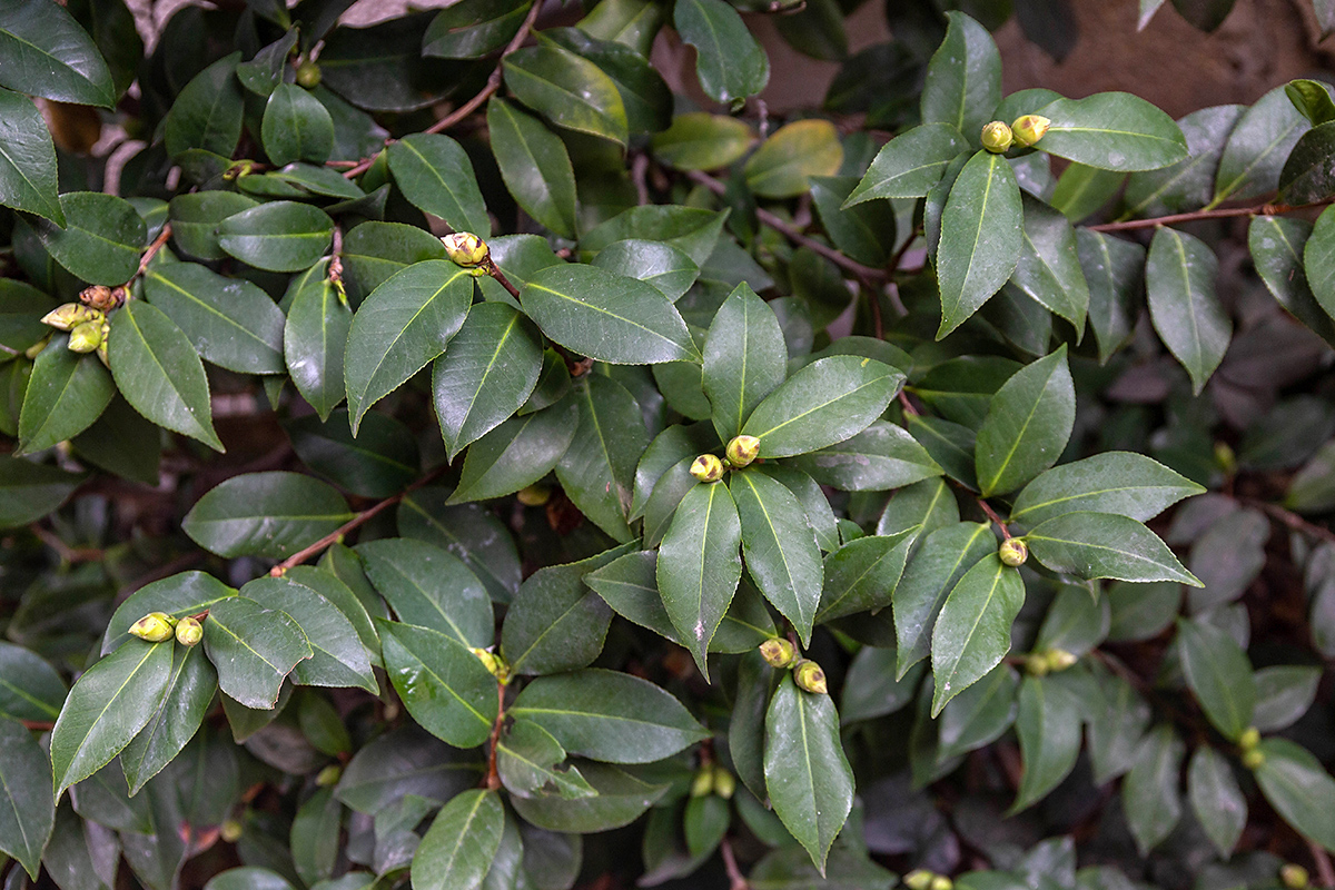 Image of Camellia japonica specimen.