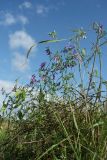 Vicia villosa. Цветущее и плодоносящее растение на побегах злаков. Беларусь, Витебская обл., окр. пос. Езерище, выкошенное после посева рапса(?) поле, у колеи. 07.08.2021.