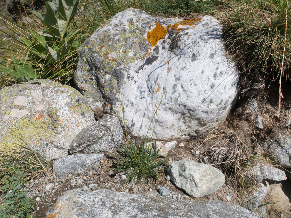 Image of Silene saxatilis specimen.