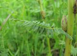 Pedicularis kaufmannii. Лист, плод(?) и часть стебля. Северная Осетия, Пригородный р-н, окр. с. Кобан, ок. 1200 м н.у.м., среднегорный луг. 14.06.2021.