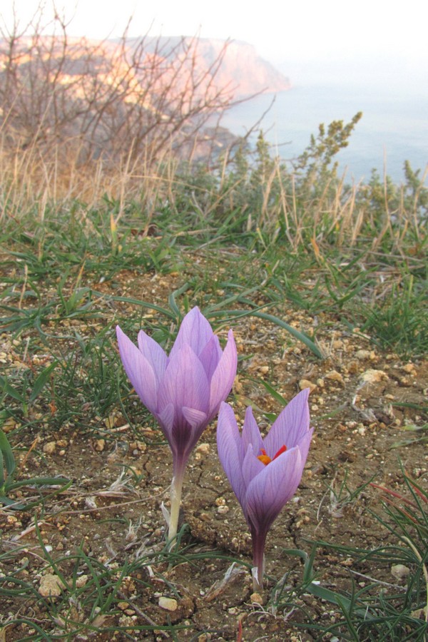 Image of Crocus pallasii specimen.