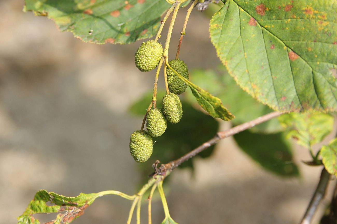 Image of Duschekia fruticosa specimen.