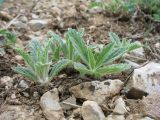 Phlomoides boraldaica