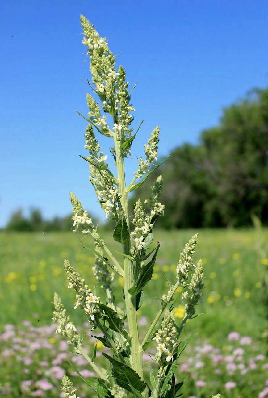 Image of Verbascum lychnitis specimen.