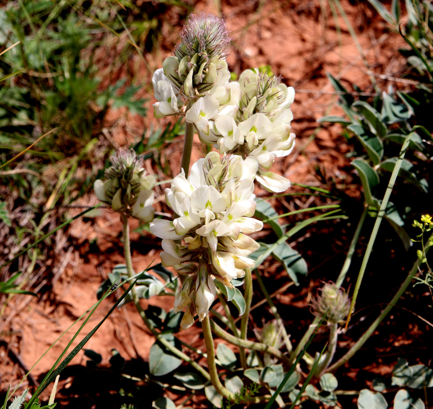 Изображение особи Hedysarum grandiflorum.