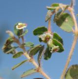 Euphorbia canescens