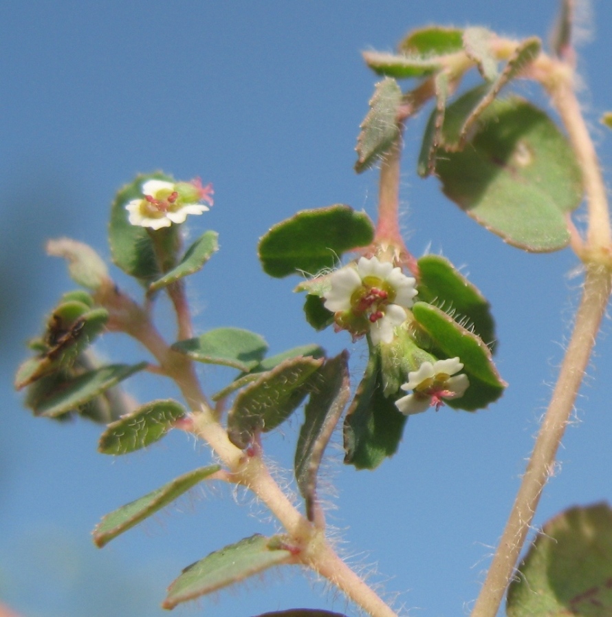 Image of Euphorbia canescens specimen.