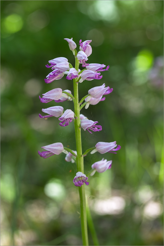 Изображение особи Orchis militaris ssp. stevenii.