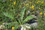 genus Cirsium. Вегетирующее растение. Республика Ингушетия, Джейрахский р-н, окр. ур. Таргим, правый берег р. Асса в 350 м от башен Таргим ниже по течению. 21 июня 2022 г.