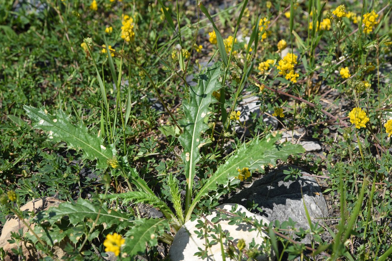 Изображение особи род Cirsium.