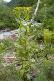 Senecio propinquus. Цветущие растения. Карачаево-Черкесия, Урупский р-н, Кавказский биосферный заповедник, Имеретинское ущелье, ≈ 1900 м н.у.м., небольшой каменистый островок между двумя рукавами р. Имеретинка (в среднем течении). 26.07.2022.