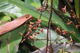 genus Alpinia. Соцветие. Малайзия, штат Саравак, округ Мири, национальный парк «Мулу». 13.03.2015.