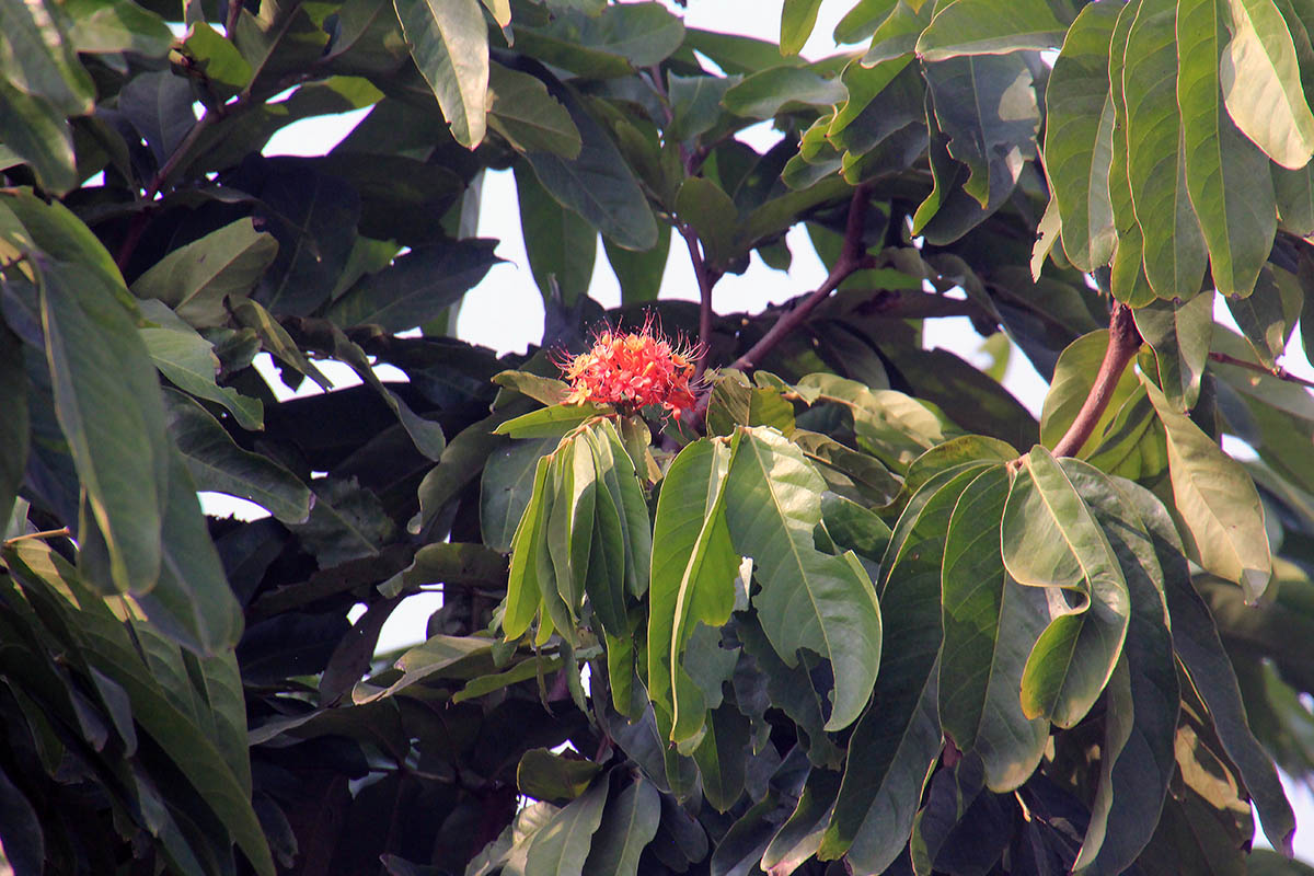 Image of Saraca asoca specimen.