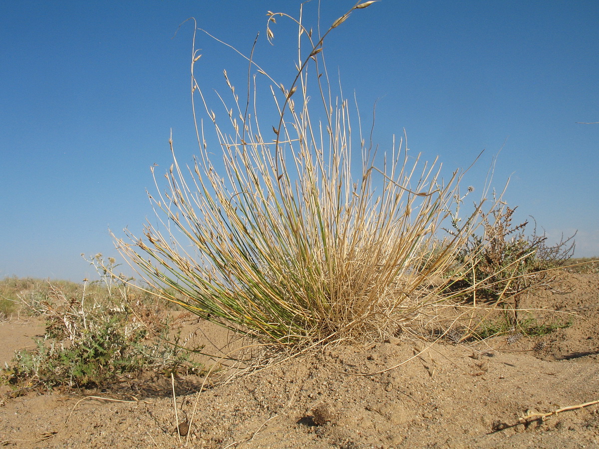 Изображение особи Astragalus eremospartoides.