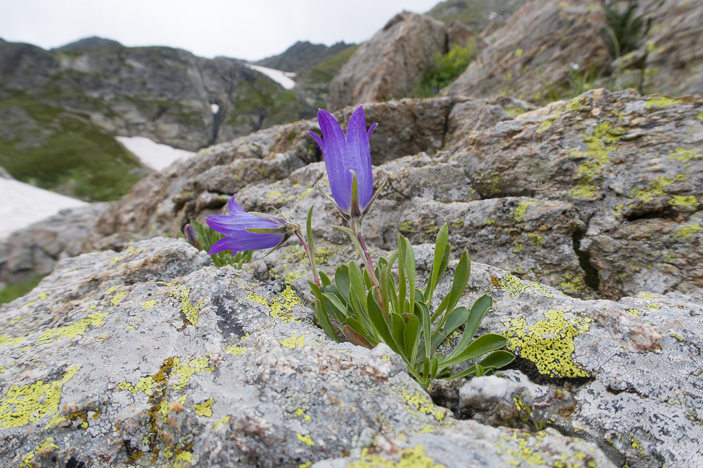 Image of Campanula biebersteiniana specimen.