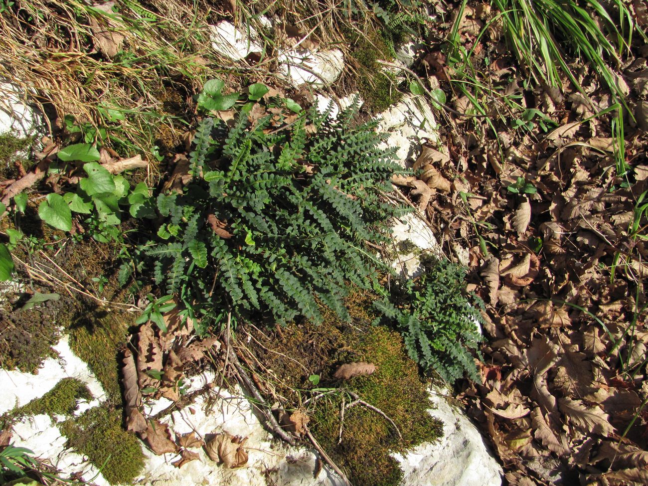 Image of Ceterach officinarum specimen.