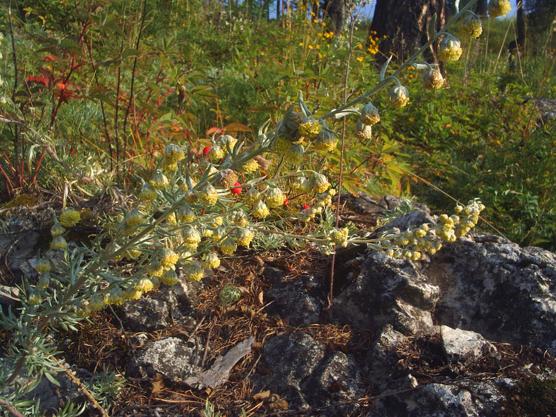 Image of Artemisia sericea specimen.