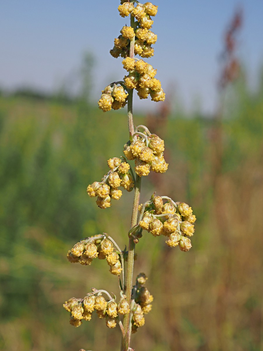 Image of Artemisia armeniaca specimen.