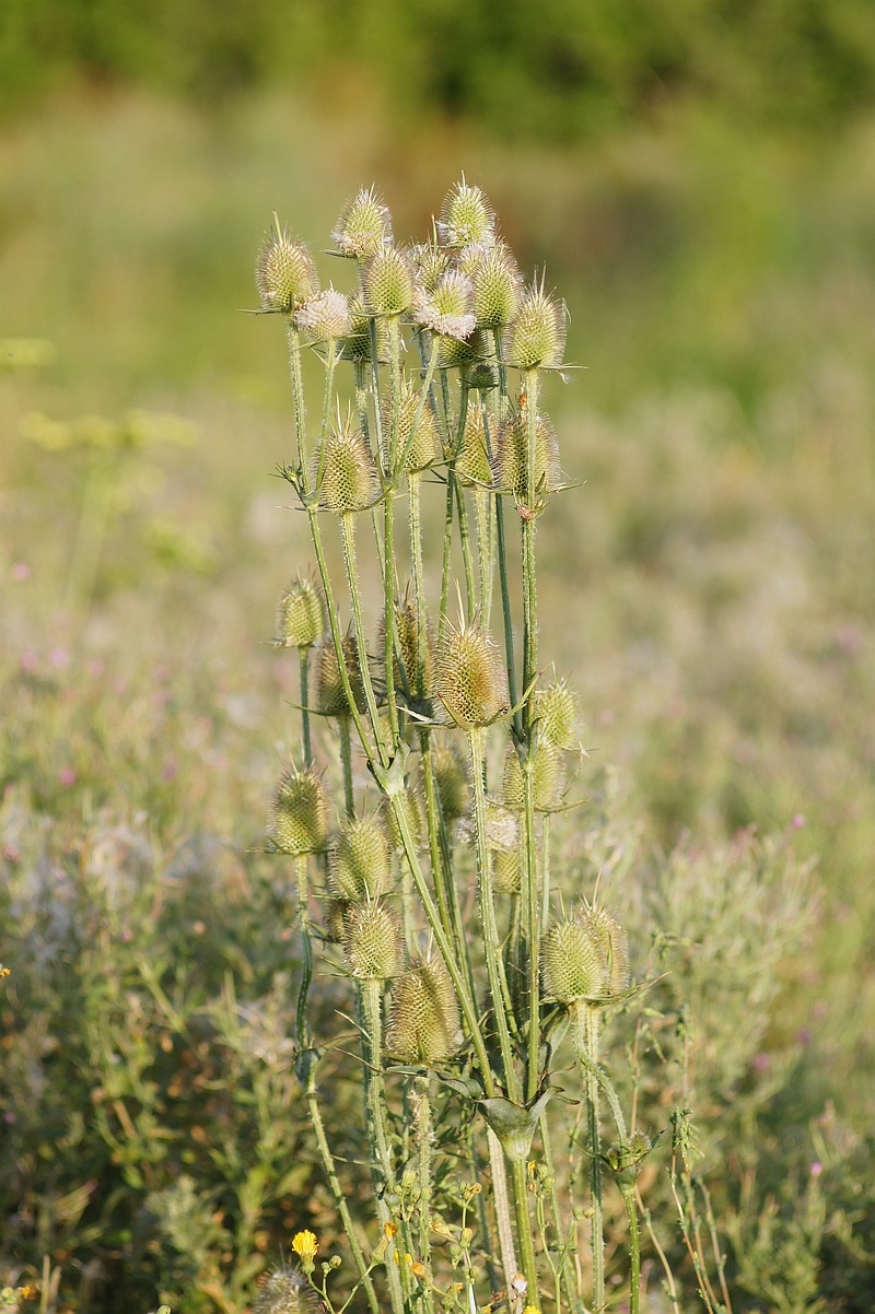 Image of Dipsacus laciniatus specimen.