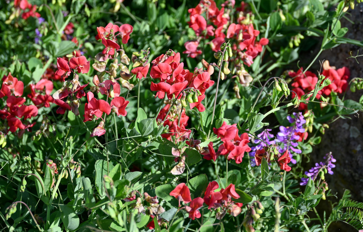 Image of Lathyrus miniatus specimen.