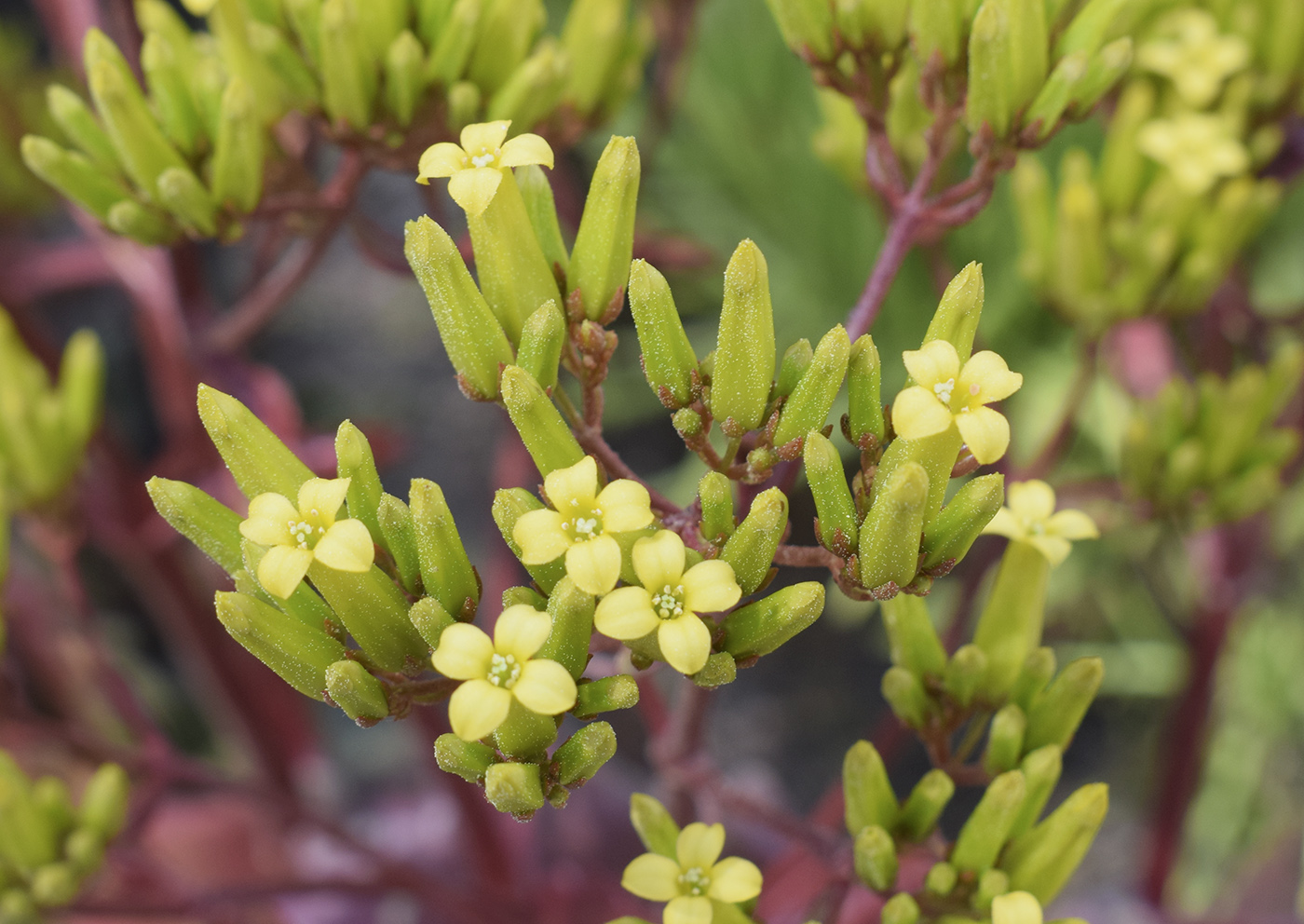 Изображение особи Kalanchoe sexangularis.