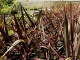 Phormium tenax