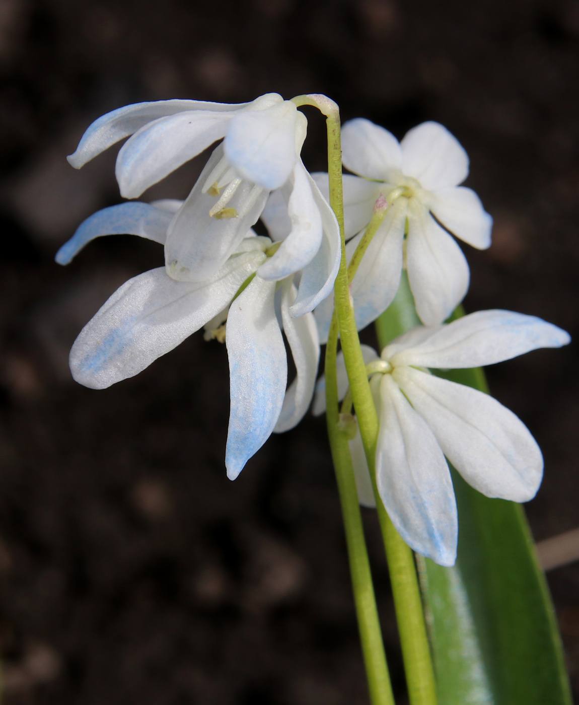 Изображение особи Scilla siberica.