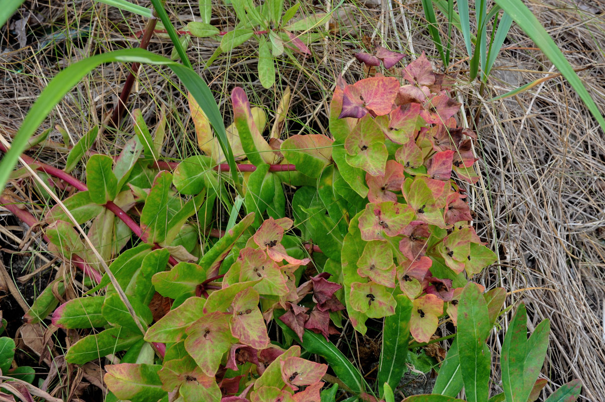 Изображение особи Euphorbia komaroviana.