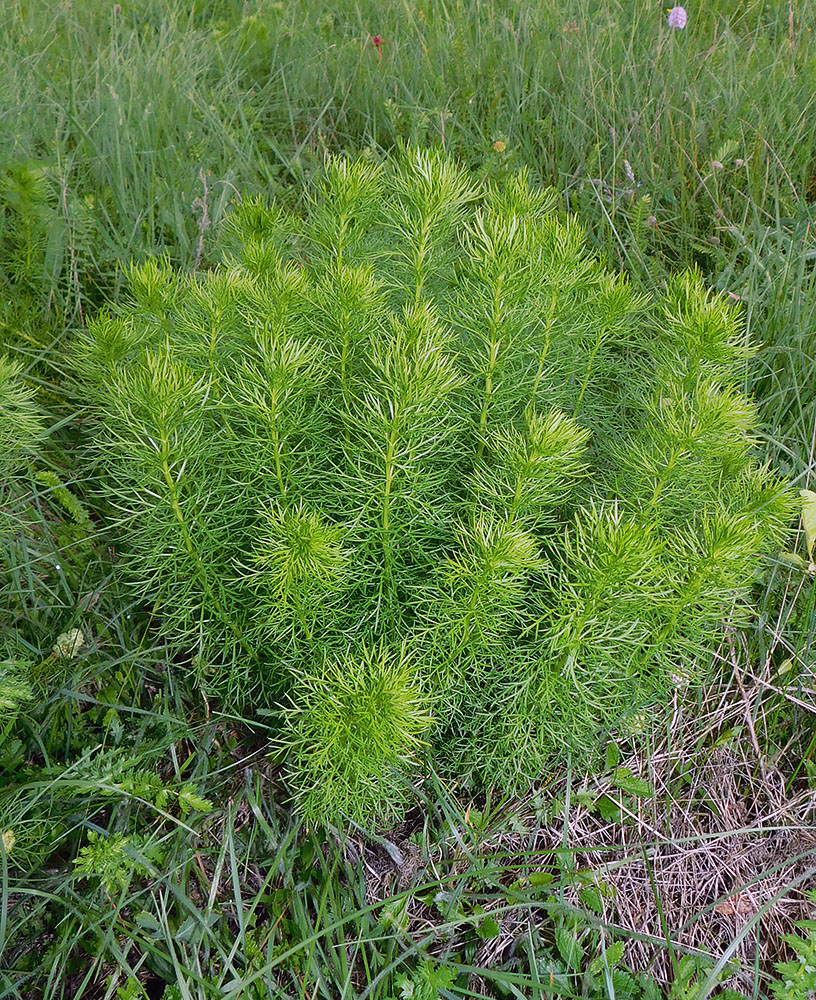 Image of Adonis vernalis specimen.