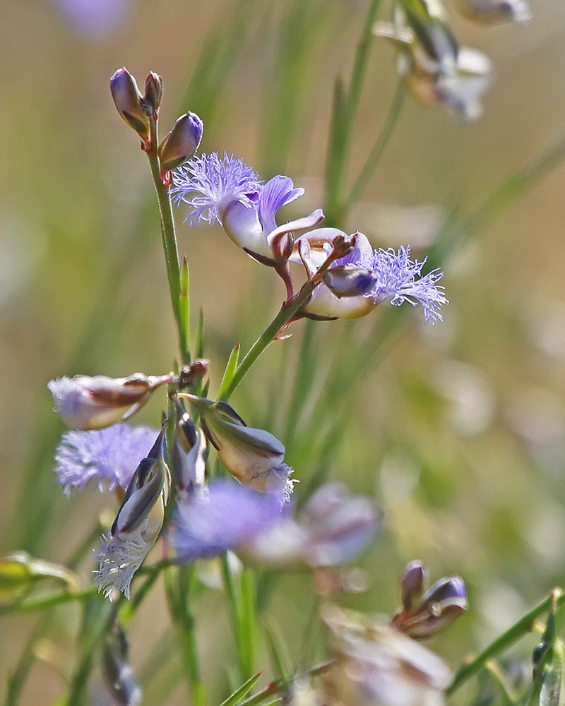 Image of Polygala tenuifolia specimen.