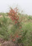 Calligonum litwinowii. Плодоносящее растение. Узбекистан, Ферганская обл., Язъяванский р-н, Язъяванские пески, частично закреплённые дюны. 16 мая 2023 г.