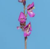 семейство Fabaceae. Часть соцветия. Чили, обл. Valparaiso, провинция Isla de Pascua, восточная часть острова, церемониальный комплекс Tongariki. 12.03.2023.