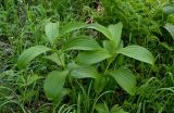 Veratrum lobelianum