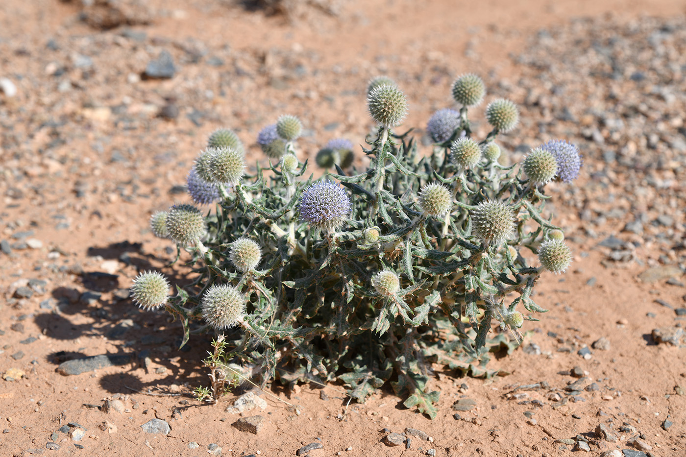 Изображение особи Echinops nanus.