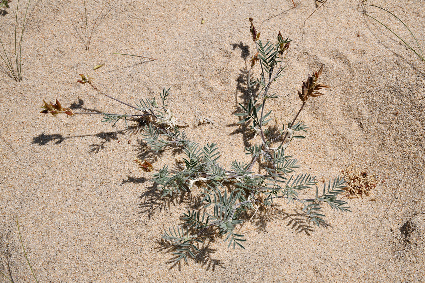 Изображение особи Astragalus olchonensis.