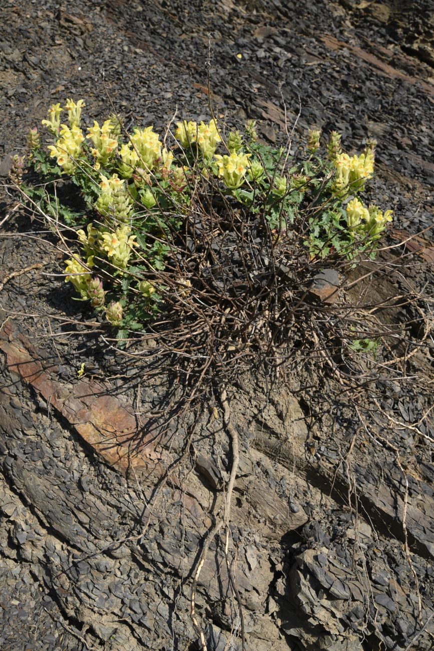 Image of Scutellaria raddeana specimen.