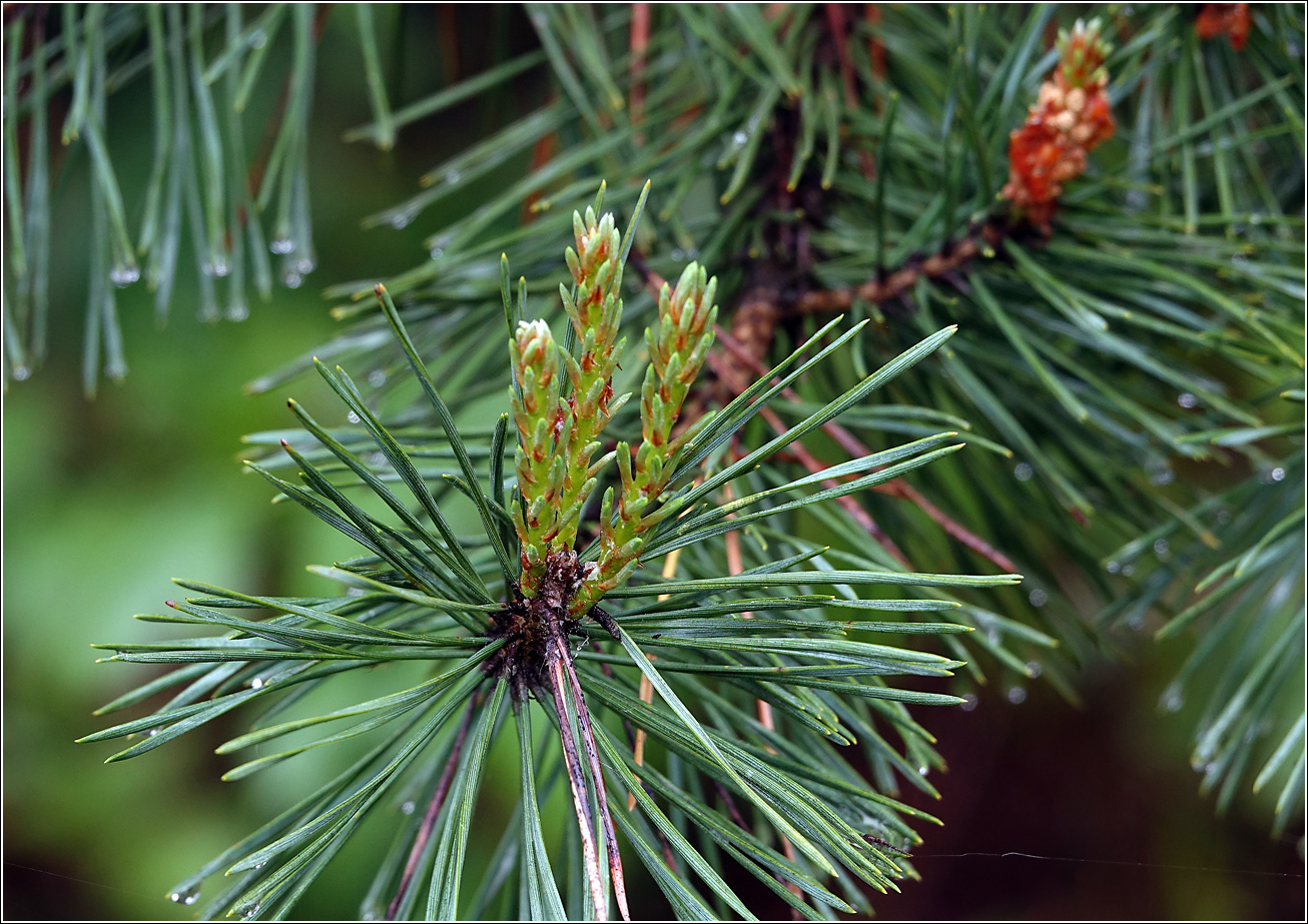 Image of Pinus sylvestris specimen.