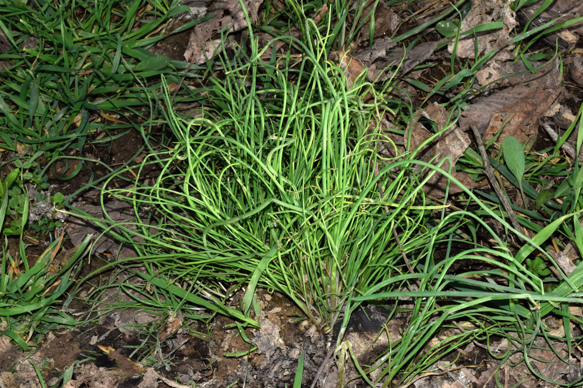 Image of Allium caesium specimen.