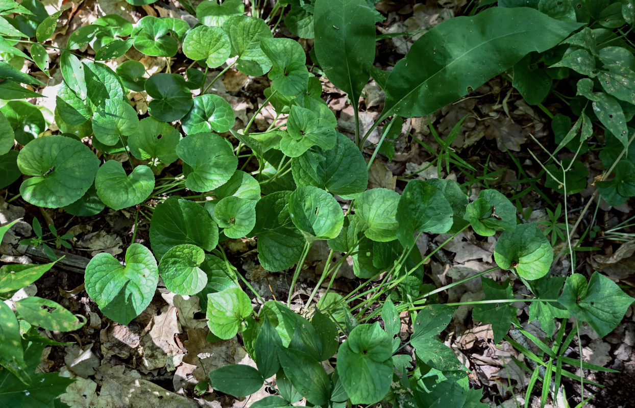 Изображение особи Viola mirabilis.